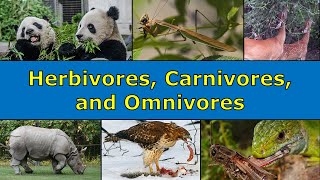 Herbivores Carnivores and Omnivores Overview [upl. by Brandice]