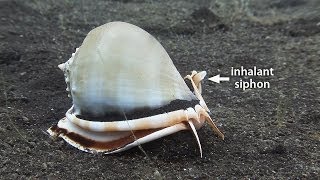 Mucky Secrets  Part 17  Sea Snails amp Flame Scallop  Lembeh Strait [upl. by Rena]