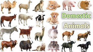 Domestic Animals Vocabulary ll 25 Domestic Animals Name In English With Pictures ll Domestic Animals [upl. by Rodi]