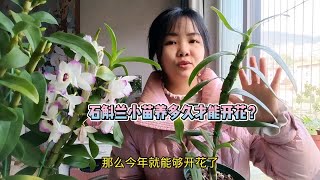 春石斛兰小苗养多久才能开花？什么时候开花？每年开花期多长？ [upl. by Ling]