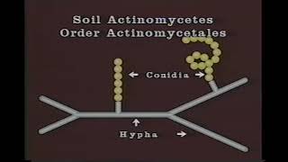 Professor Tom Loynachans Soil Biology Movies 1 Actinomycetes [upl. by Gatias]