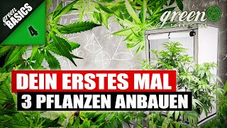 WIE ich 3 CANNABIS Pflanzen in einer Growbox ANBAUE  GreenBasics 4  GreenConnection [upl. by Nire]