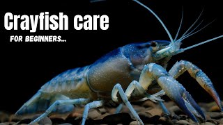 Crayfish Care 101 Expert Tips for Beginners [upl. by Scott]