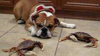 English Bulldog and the crabs [upl. by Eenobe]