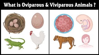 what is the oviparous and viviparous animal   external and internal fertilization  in Hindi [upl. by Delanos602]