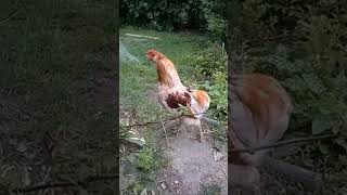 Funny Crowing Rooster Compilation  try not to laugh [upl. by Einneg]