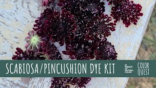 HOW TO MAKE NATURAL DYE WITH SCABIOSA PINCUSHION  ORGANIC COLOR  BLUE GREEN  THE COLOR FARM [upl. by Yerrot363]