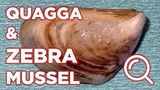 How to identify Quagga and Zebra Mussels [upl. by Rizzi10]