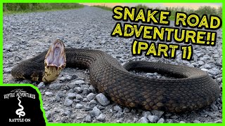 WE FOUND THE BIGGEST COTTONMOUTH EVER ON SNAKE ROAD Snake Road Part 1 [upl. by Mckenna]