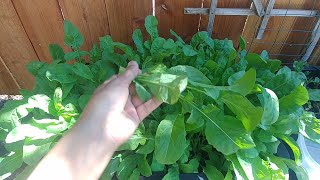 Quick Guide to growing Arugula or Rocket leaves [upl. by Atekan623]