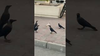 White crow 😅😂 bat such hogai viralvideo [upl. by Darnell]