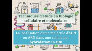 Fiche technique Localisation dun ADN ou ARN par hybridation in situ [upl. by Nyrhtakyram]