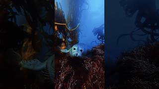 Come Closer Give Me a Kiss Baby Seal Adorable Seal Encounter 🦭  Underwater Magic 4k seal [upl. by Irotal69]