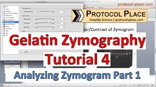 Gelatin Zymography Tutorial 4 Identifying MMPs by Molecular Weight [upl. by Irahcaz]