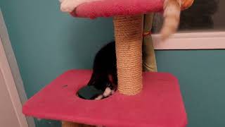 adoptable kittens Cheerios and Froot Loops boxing [upl. by Yelahs]