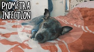 My Staffy amp Her Pyometra Infection After Surgery [upl. by Bess]