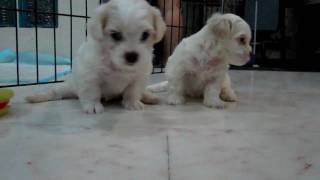 1 month old Maltese puppies [upl. by Lahsiv]