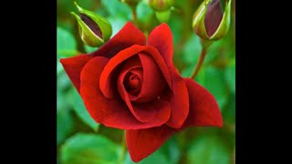 To a Wild Rose  Composed by Edward MacDowell [upl. by Dnomyaw]