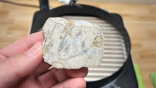 Freeform Fridays  Beautiful Brachiopods [upl. by Kinsman554]