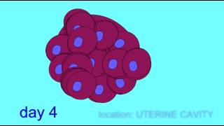 EMBRYONIC DEVELOPMENT IMPLANTATION [upl. by Chiou71]