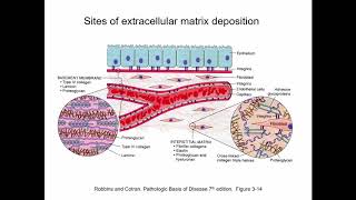 Lecture 3 Extracellular Matrix  HistologyCell Biology [upl. by Carola1]