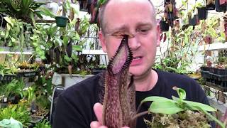 NEPENTHES CARE HOW TO GROW NEPENTHES HAMATA  CARNIVOROUS PITCHER PLANT CARE TIPS [upl. by Bandur]