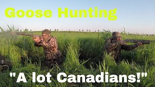 Goosehunting ganzenjacht in Holland with a Browning A5 quotA lot Canadiansquot [upl. by Dyan611]