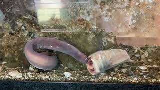 Pacific Hagfish Eating [upl. by Goldberg]