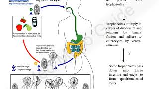 Giardia lamblia lecture [upl. by Franchot121]