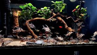 My Corydoras tank new setup [upl. by Yekcin]