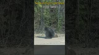 Two Bears Fight to the Death in Epic Battle [upl. by Lak]