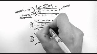 Action Potentials 3  Action Potential Propagation [upl. by Repip]