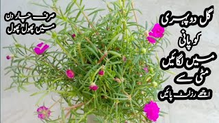 how to grow portulaca plant ll how to grow Moss Rose plant [upl. by Birdie]