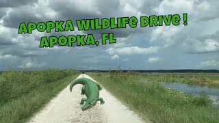 The Apopka Wildlife Drive is Really Wild Not Your Average Sunday Drive Lake Apopka Florida [upl. by Duncan]