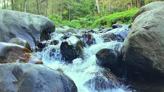 Waterfall Gentle Stream Sound in forest Waterfall Sounds Flowing Water White Noise for Sleep [upl. by Zealand187]