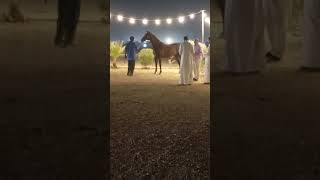 The horse in riyadh music bass hores [upl. by Ayerhs831]