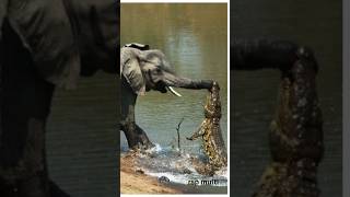 quotUnexpected Clash Crocodile Attacks Elephant in the Wildquotshorts [upl. by Kapeed]