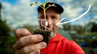 Tomato Grafting Demystified and Why Anyone Can Do It [upl. by Irol293]