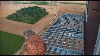 Strzelce Opolskie Orange PL  Kestrels Beautiful Male on the landing flew away  2024 07 09 21 09 [upl. by Yajnas]