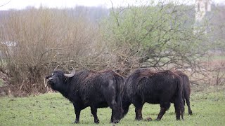 Naturerlebnisweg Woeste bei Bad SassendorfOstinghausen [upl. by Jyoti]