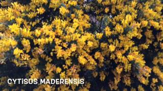 Cytisus maderensis Garden Center online Costa Brava  Girona [upl. by Lindsey]