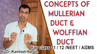 Concepts of MULLERIAN DUCT amp WOLFFIAN DUCT By DR KAMLESH NARAIN [upl. by Aled]