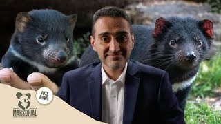 Why The Tassie Devil Should Be Marsupial Of The Year [upl. by Hussein331]