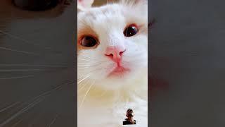 cat myau myau cry help weeping funnyvideo animals cat crypto cat cute kitten [upl. by Esinet]