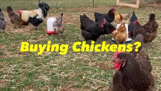 Spring 2024 Chicken Buyers Guide From the Pretend Farm [upl. by Sheehan]