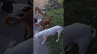 Dog Feeding 🐶🐶 foryou doglover 1million1 instagood viralshorts sadsong [upl. by Vale466]