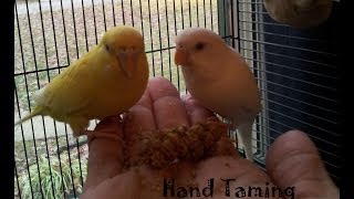 How to Tame Your Parakeet  Budgie [upl. by Llewsor]