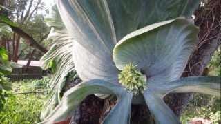 Worlds Largest Staghorn Fern [upl. by Claudie]