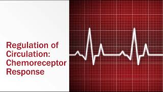 Regulation of Circulation Chemoreceptor Response [upl. by Ahsaele]