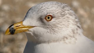 Ring billed gull call sounds flying  Bird [upl. by Limay]